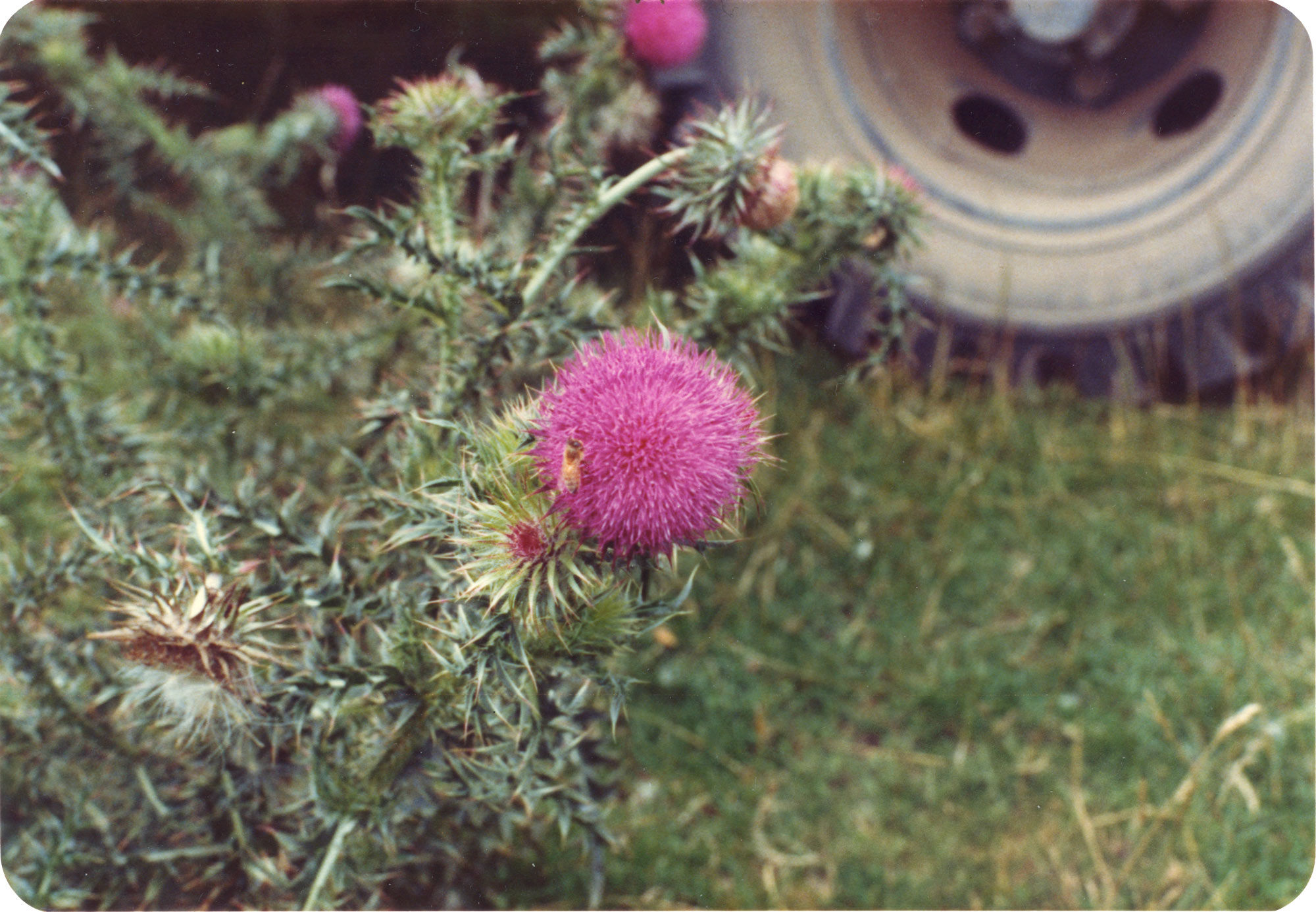 Thistle flower