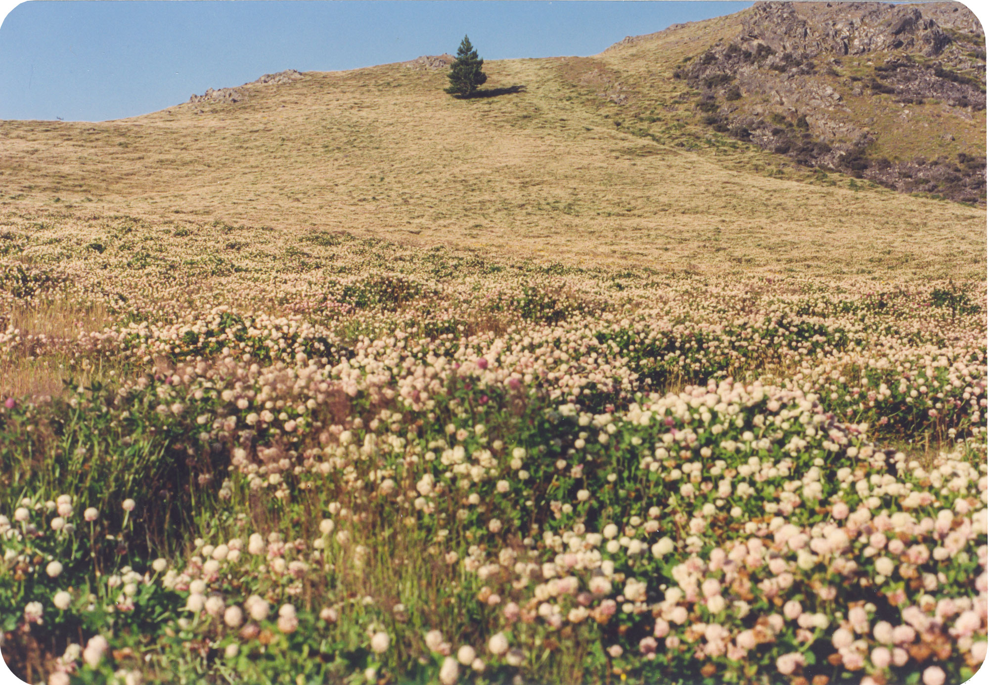 Clover fields