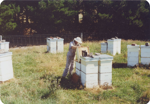 Steve tending beehives
