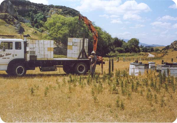 Hiab crane truck for lifting hives
