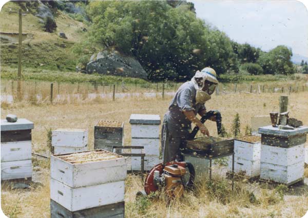 Steve tending beehives
